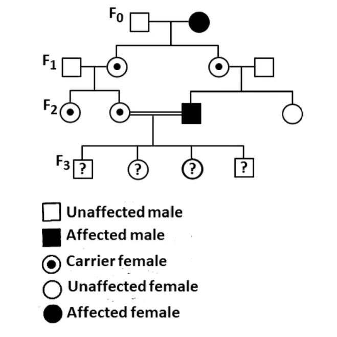 Pedigree chart showing four generations F0 through F3 with affected, carrier, and unaffected individuals
